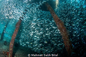 Big shoal under Arborek, Raja Ampat. by Mehmet Salih Bilal 